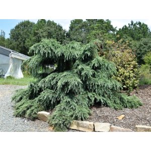  Céder Himalájsky (Cedrus deodara) ´FEELIN BLUE´® - výška 90-110 cm, kont. C18L (-23°C)